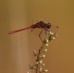 Sympetrum costiferum