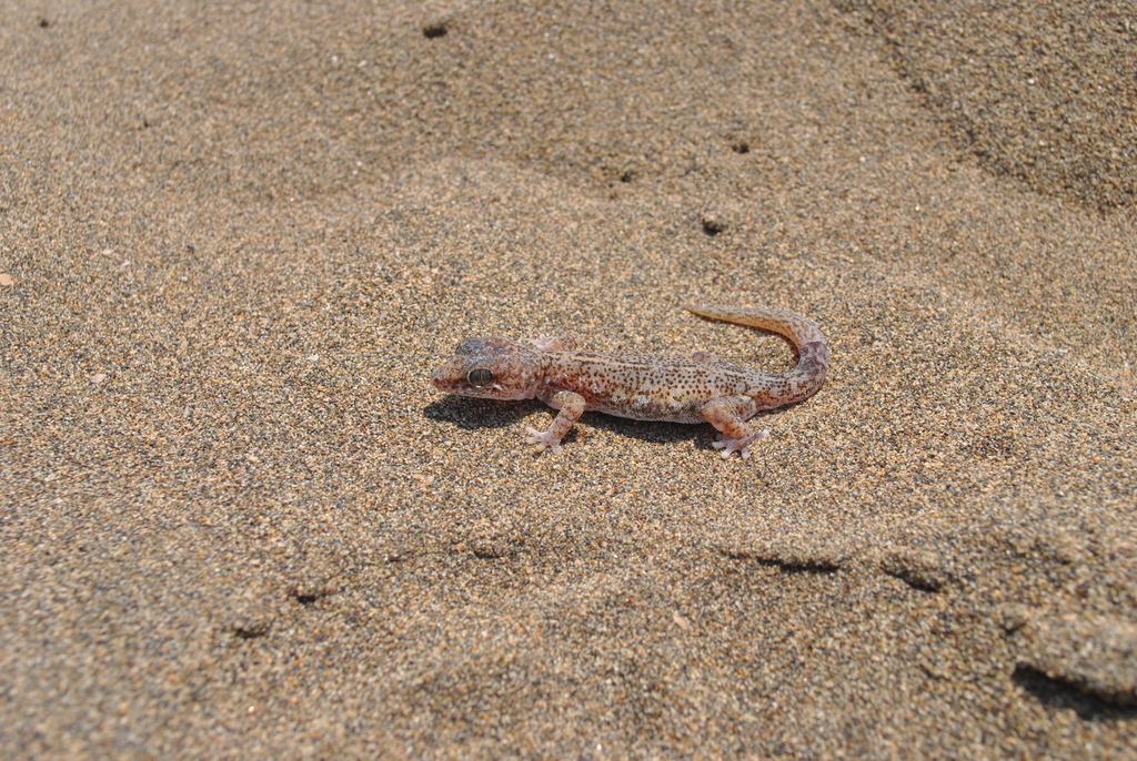 Central Leaf-Toed Gecko