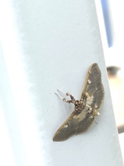 Apilocrocis brumalis