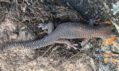 Oedura tryoni