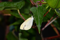 Pieris rapae