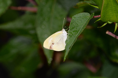 Pieris rapae