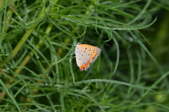 Lycaena phlaeas daimio