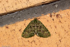 Austrocidaria callichlora