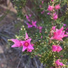 Boronia granitica