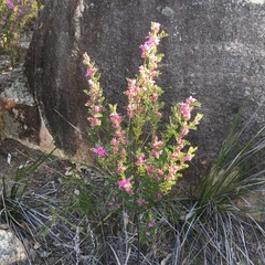 Boronia granitica