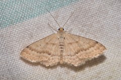 Scopula lydia