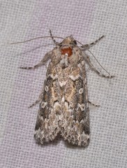 Ectopatria euglypta
