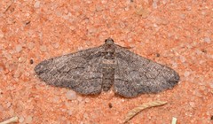 Ectropis plectroneura