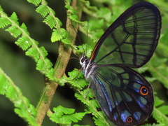 Pseudohaetera mimica