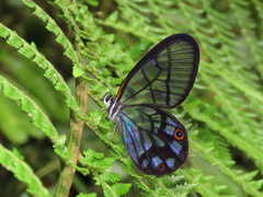 Pseudohaetera mimica