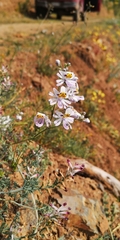 Darío De la Fuente, CC BY, iNaturalist via GBIF Schizanthus porrigens, photograph Darío De la Fuente, CC BY, iNaturalist via GBIF