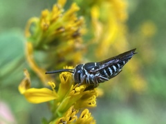 Coelioxys germanus