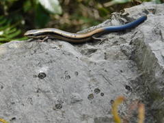 Plestiodon brevirostris
