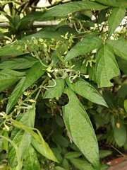 Ohwia caudata
