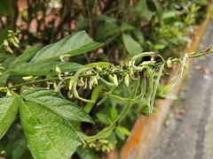 Ohwia caudata