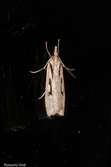 Scoparia rotuella
