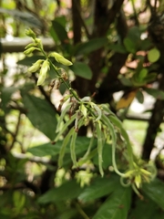 Ohwia caudata
