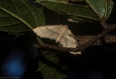 Addaea subtessellata