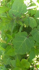 Solanum myriacanthum