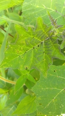 Solanum myriacanthum