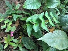 Adiantum macrophyllum