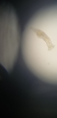 Philodinidae