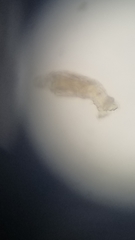 Philodinidae