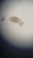 Philodinidae