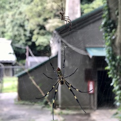 Trichonephila clavata