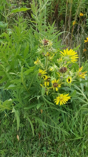 compass plant