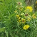 Compass Plant - Photo (c) redwngblkbrd, some rights reserved (CC BY-NC), uploaded by redwngblkbrd
