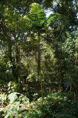 Chamaedorea linearis