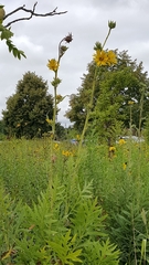 Silphium laciniatum laciniatum