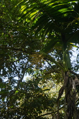 Chamaedorea linearis