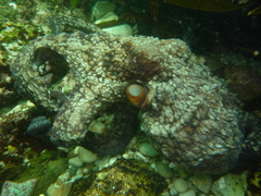 Octopus mimus