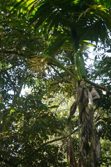 Chamaedorea linearis