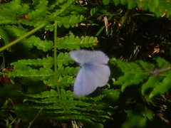Celastrina argiolus
