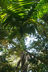 Chamaedorea linearis