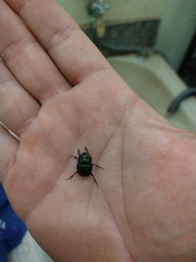 Dichotomius smaragdinus