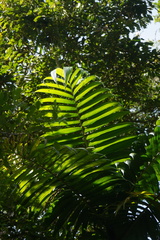 Chamaedorea linearis