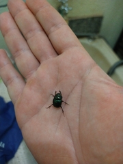 Dichotomius smaragdinus