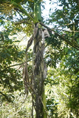 Chamaedorea linearis