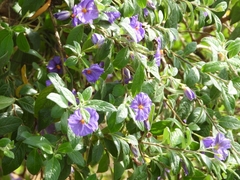 Lycianthes lycioides