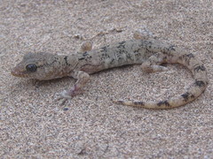 Phyllodactylus gerrhopygus