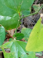 Smilax rotundifolia