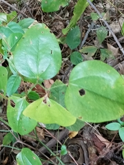 Smilax rotundifolia