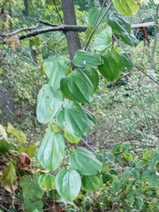 Smilax rotundifolia