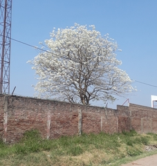 Handroanthus heptaphyllus