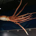 Giant Squids - Photo (c) tomosuke214, some rights reserved (CC BY-NC-SA)